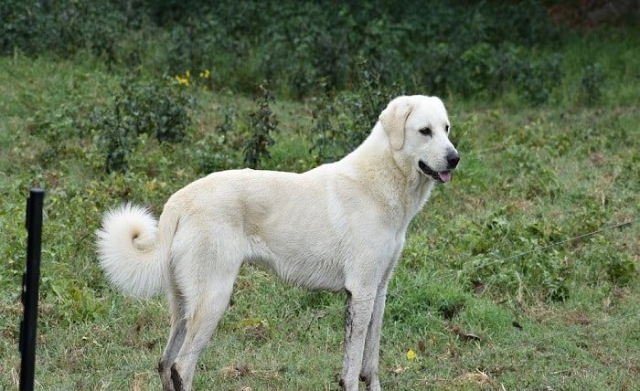 anatolian shepherd